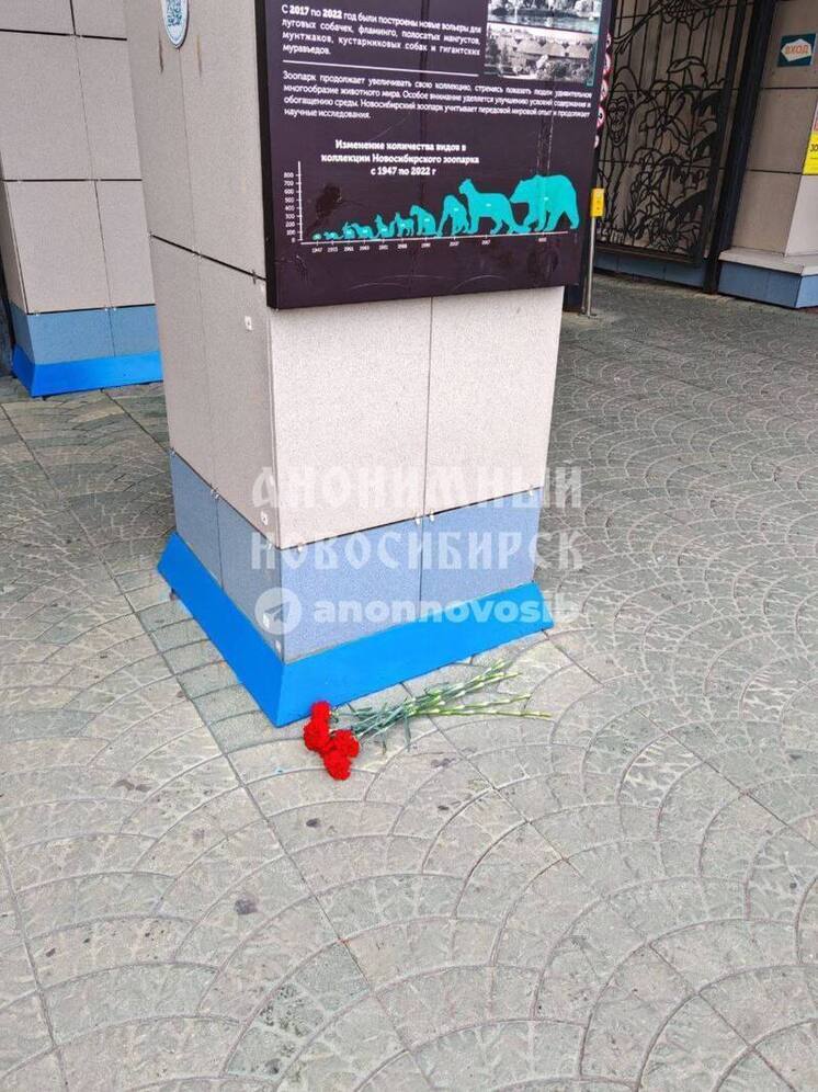 Горожане организовали стихийный мемориал у стен Новосибирского зоопарка