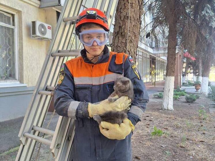 На Кубани спасатели оказали помощь животным в разных районах