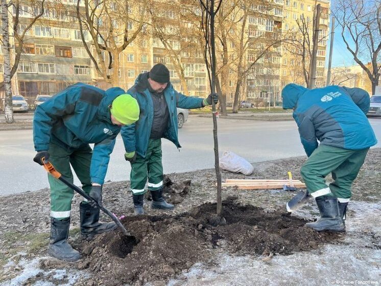 В Перми началась осенняя озеленительная кампания
