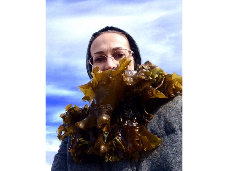 Предприятие по переработке водорослей планируют открыть в Карелии