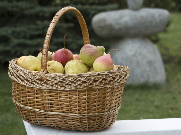 25 сентября отмечают День груши и День фармацевта