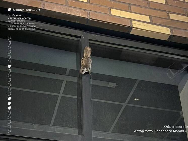 Уникального зверька удалось сфотографировать