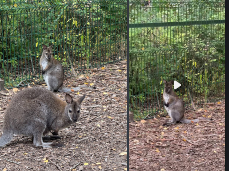 Белгородцам предложили придумать имя для кенгуренка из зоопарка