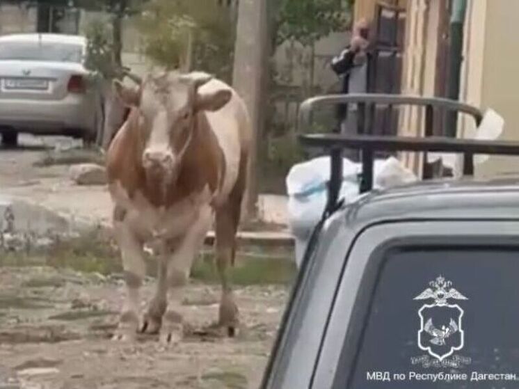 В Махачкале полицейские обезвредили свирепого быка 12 прицельными выстрелами