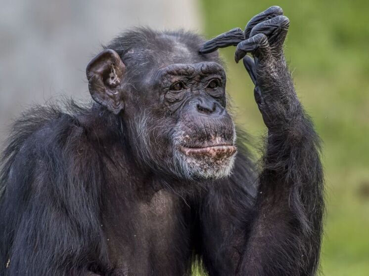The discovery showed that wild primates consume significant doses of ethanol from fermented fruits.