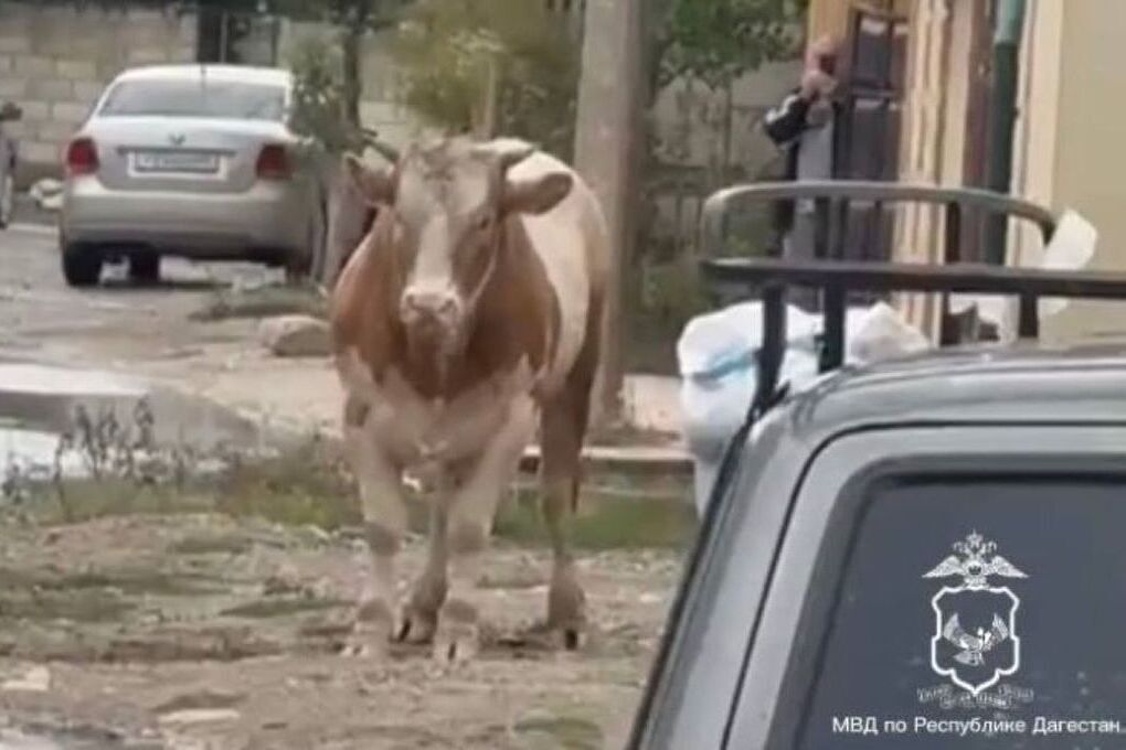 В Махачкале полицейские обезвредили свирепого быка 12 прицельными выстрелами