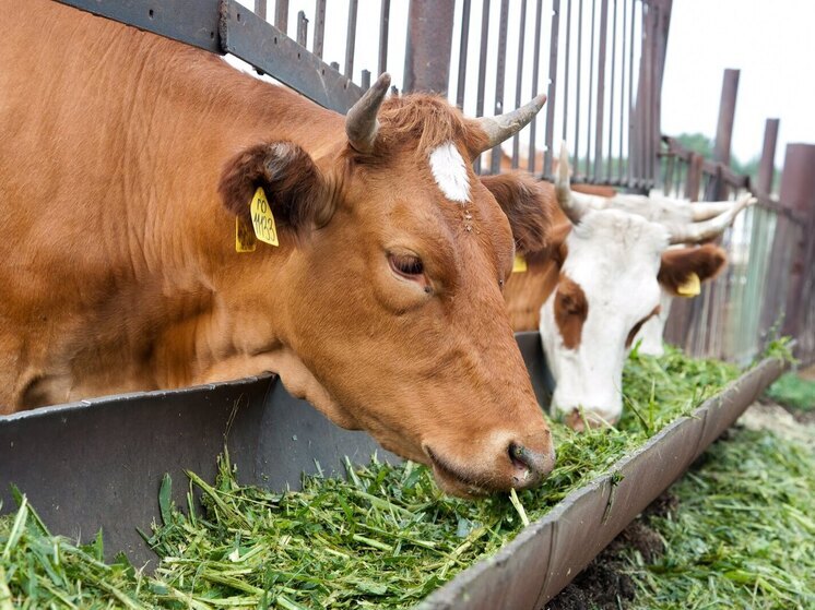 Волгоградская область отправила в другие регионы более тысячи тонн кормов