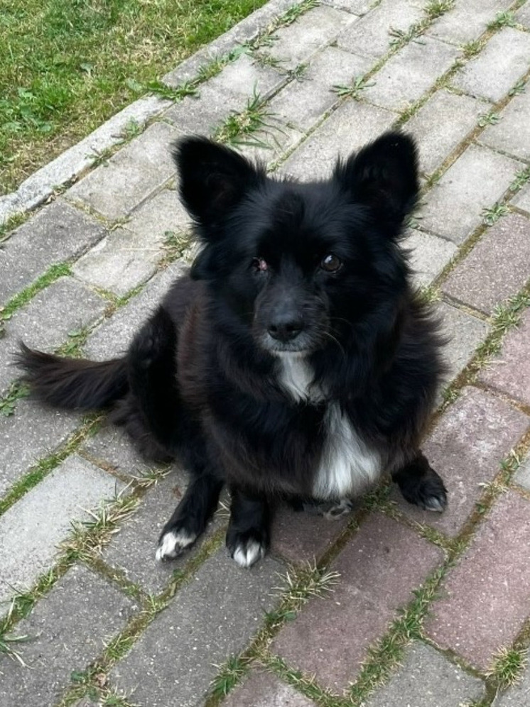 В лесу под Малоярославцем нашли травмированную собаку с ошейником