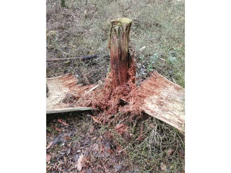 В бюджете Сегежи нет средств на уборку поваленных ураганом деревьев