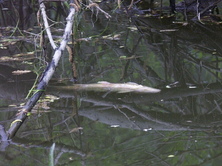 Массовая гибель рыбы на реке Теребенка в Чехове: прокуратура начала проверку