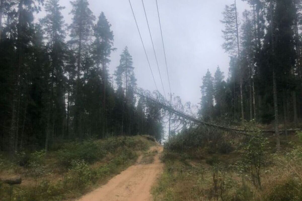 Садоводы под Выборгом больше суток оставались без света из-за жуков-короедов