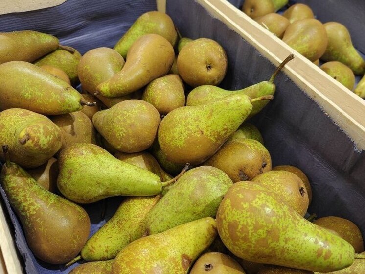 В Калининградской области впервые обнаружили фитоплазму истощения груши