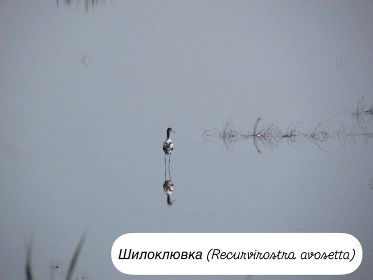 На Кубани на территории одного из озер живут 30 видов краснокнижных птиц