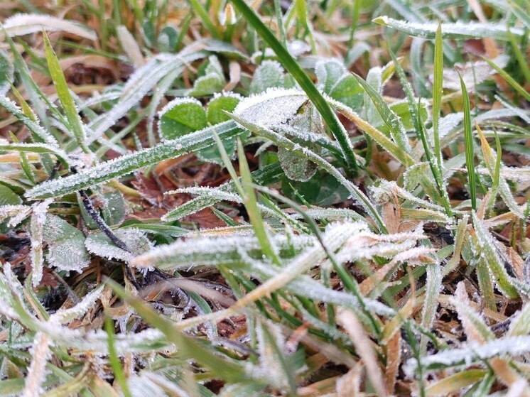 Калининградцев предупредили о ночных заморозках