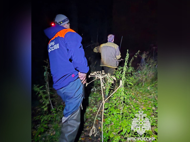 За минувшие сутки в новгородских лесах заблудились четыре человека