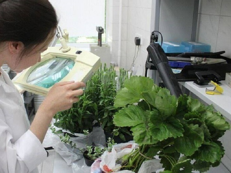 В Татарстане эксперты обнаружили свыше ста тонн импортной продукции, зараженной вредителями