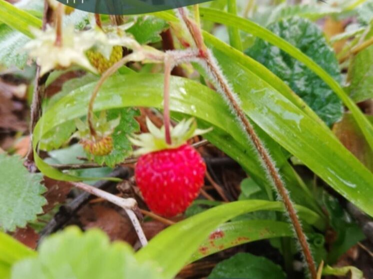 В одном из лесов Калужской области начала плодоносить земляника