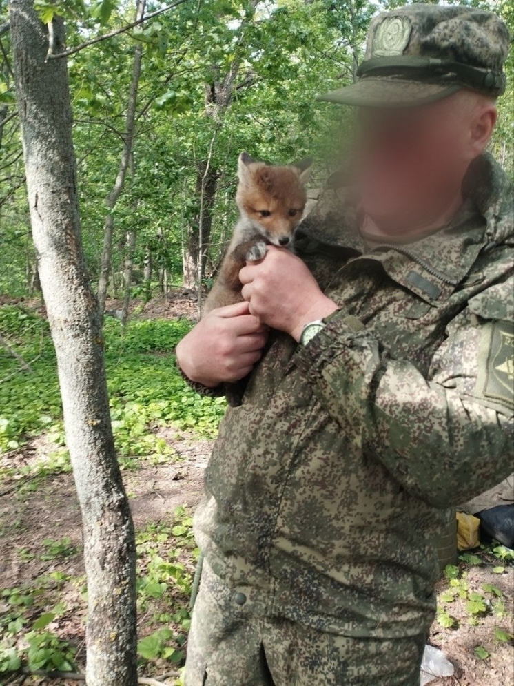 Воронежские бойцы воспитали на СВО рыжего «лиса полка»