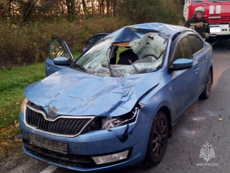 Под Козельском дорогу не поделили Skoda и лось