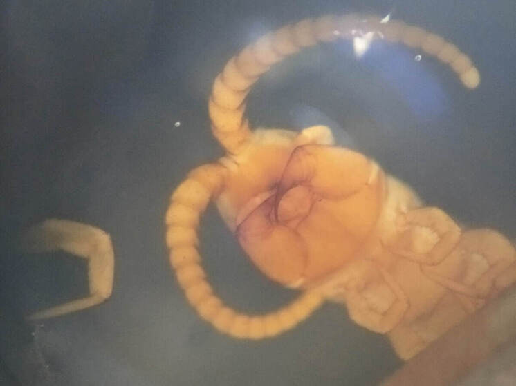 В Комсомольской роще Калуги нашли удивительных многоножек