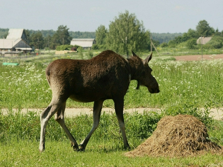 Велосипедист в Подмосковье отпугнул лося громким криком