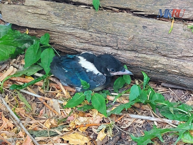 Калужан приглашают посмотреть на птиц