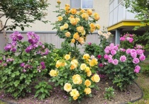 Иногда красивые истории начинаются с простого желания посадить цветок