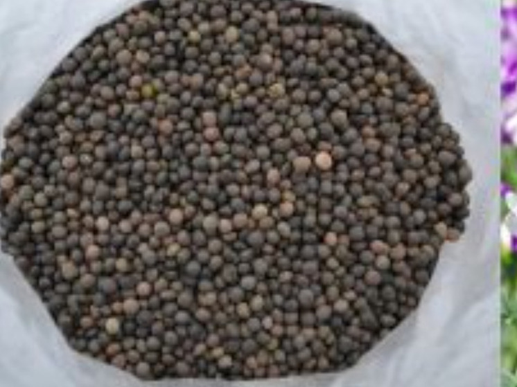 Экспорт семян вики из Курской области вырос в два раза за год