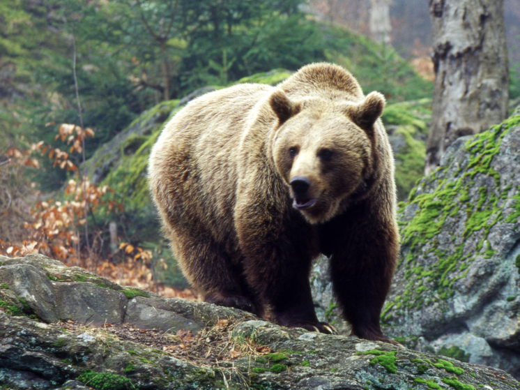 People: житель США застрелил медведя, проникшего в дом