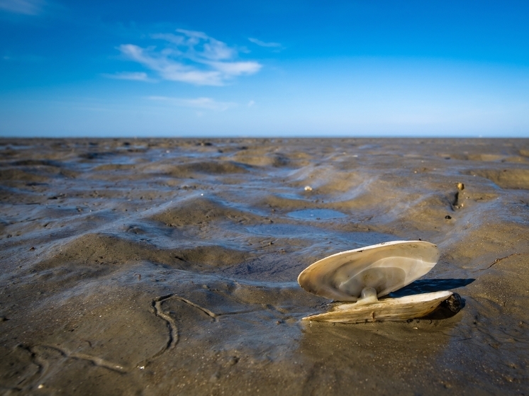 Ученые нашли флору и фауну на бомбах Второй мировой войны в Балтийском море