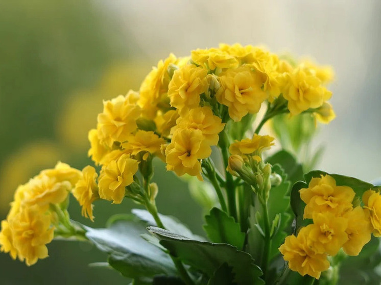 Дальневосточный парковый форум пройдет во Владивостоке