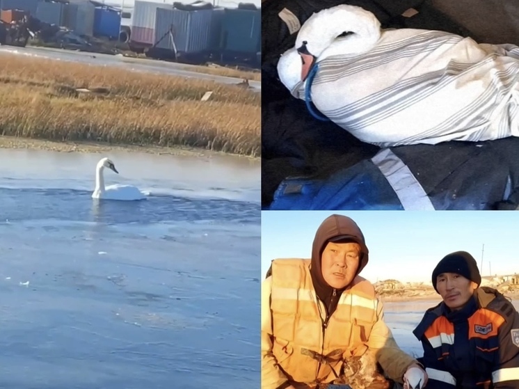 В Тазовском спасли лебедя, которому грозила гибель в замерзающем пруду