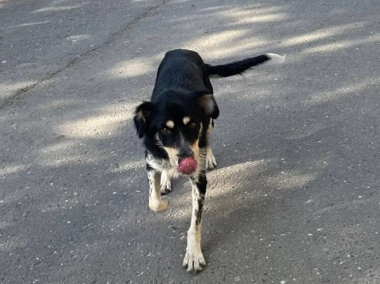 При содействии томской прокуратуры ребёнок получит компенсацию за укусы собаки