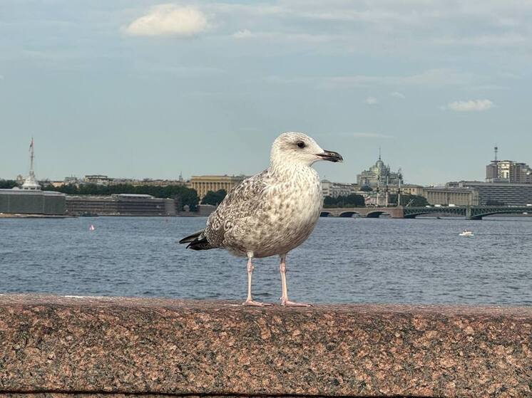 Водоканал Петербурга начнет очищать все сточные воды к 2030 году