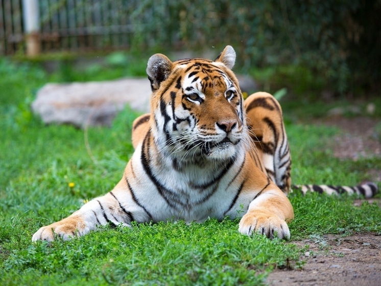 Тигру Сильверу из хакасского зоопарка исполнилось 16 лет