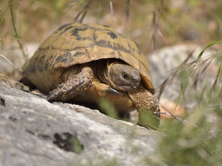 В Краснодарском крае нелегально продают краснокнижных черепах Никольского