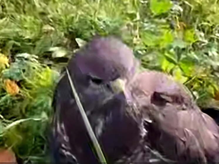 В Калуге спасают дезориентированного канюка