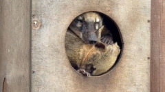Носух из Челябинского зоопарка перенесли в теплый вольер. Видео