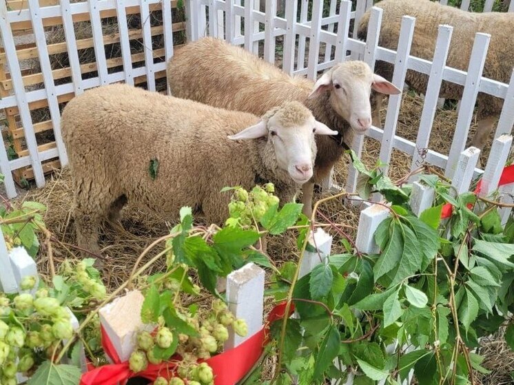 Пыталово приглашает на осеннюю ярмарку с праздничной программой