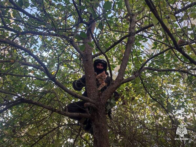 В Тверской области пожарные помогли бабушке вернуть домой кота