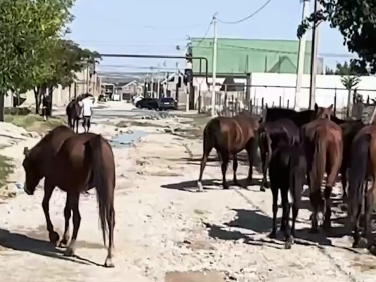 В Махачкале отловили более 50 безнадзорных лошадей за неделю