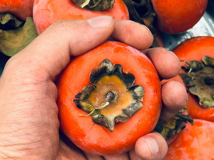 Rospotrebnadzor: O caqui é rico em provitamina A, vitaminas B, C e P