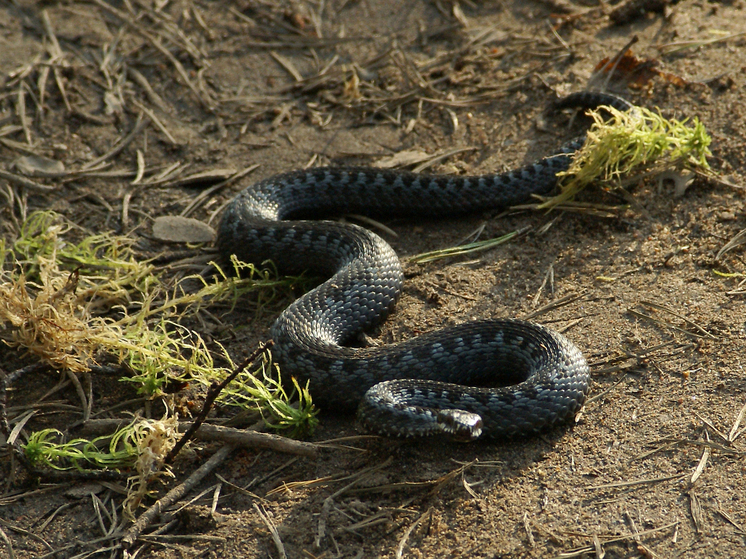 Especialista: É menos provável que os moscovitas vejam cobras enquanto se preparam para a hibernação.