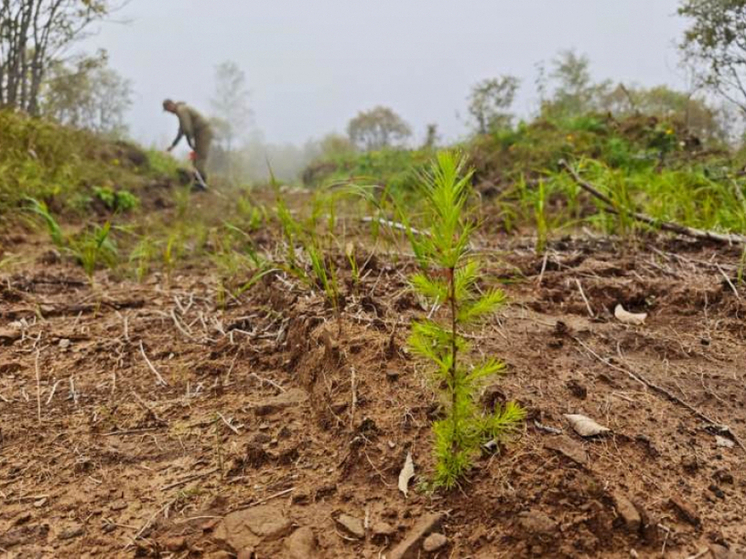 К концу 2025 года Хабаровский край восстановит 66 тысяч гектаров лесов