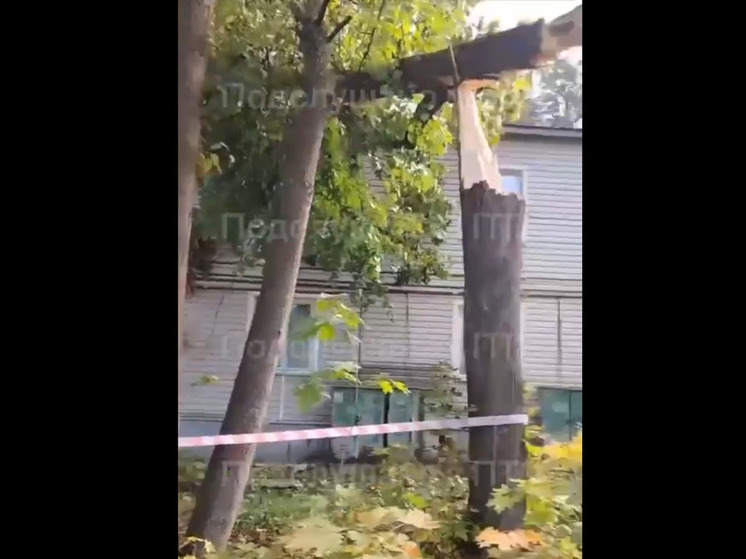 Дерево упало на крышу жилого дома в Петрозаводске