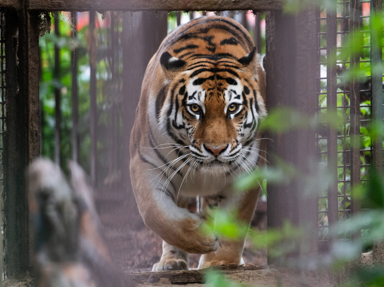 Chuychenko: A Rússia transferirá dois tigres de Amur para o Cazaquistão em 2026 para restaurar a população da espécie.