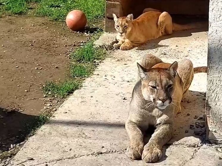 Пумы из хакасского зоопарка показали, как правильно отдыхать на выходных