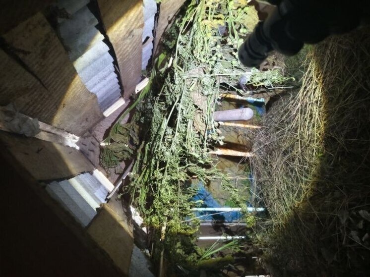 10 кустов конопли обнаружили томские правоохранители у жителя деревни Вавиловка