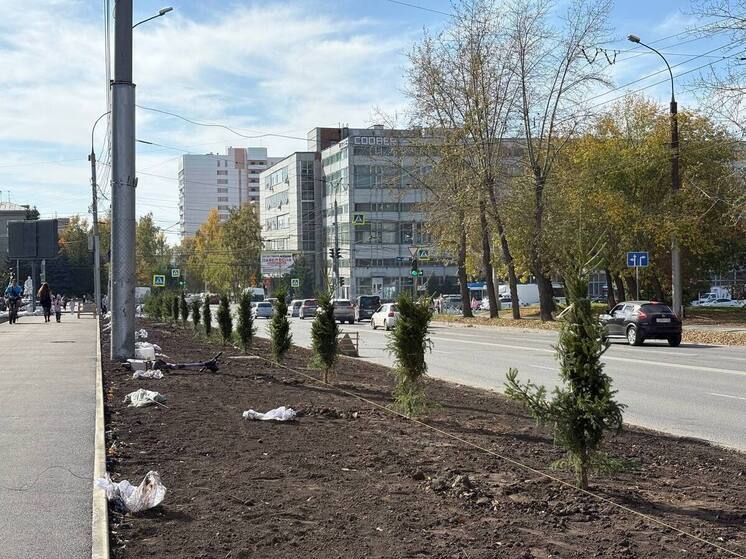 На Богаткова в Новосибирске высадят 80 деревьев взамен аварийных тополей