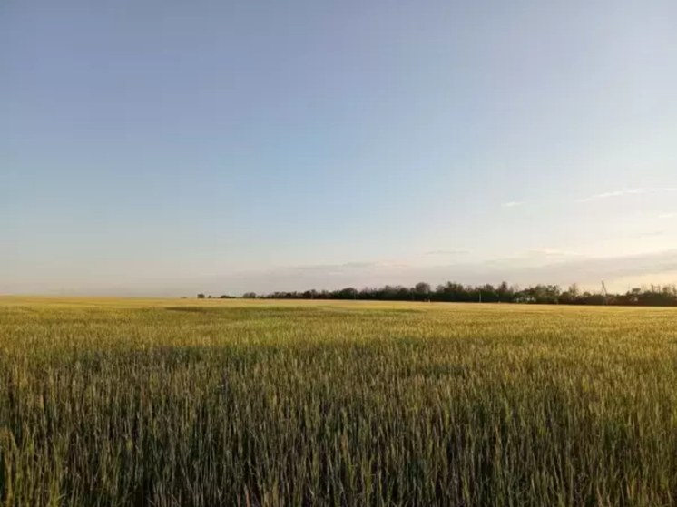 На Дону введут режим ЧС федерального уровня из-за гибели урожая